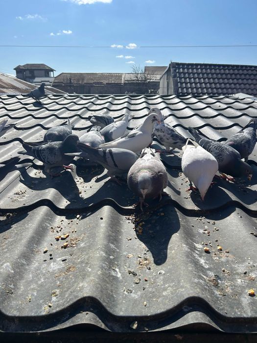 Porumbei Voiajori Originali Cuci Albastri   Culori  diferite  2020  -  2026 si   pui