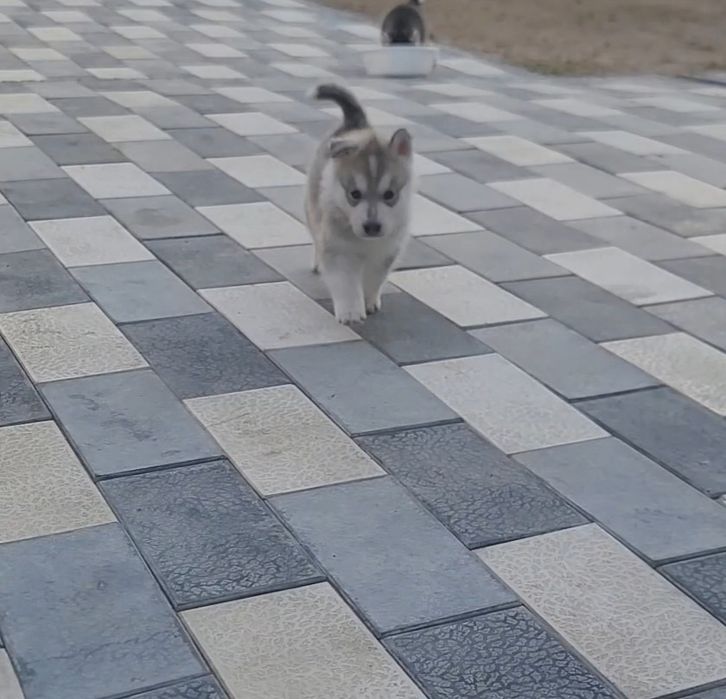 Остаться один мальчик реткого окраса сибирский хаски чистый читайте