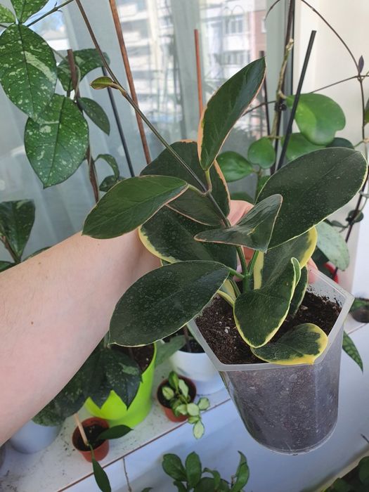 Hoya Australis Blondie cu cresteri noi!