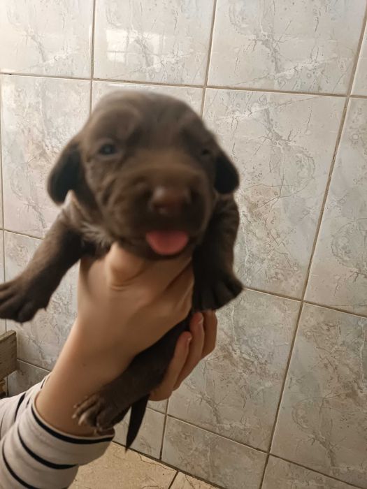 Отдам щенков в хорошие руки