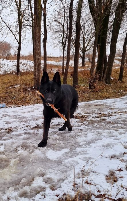 Вязка немецкая овчарка