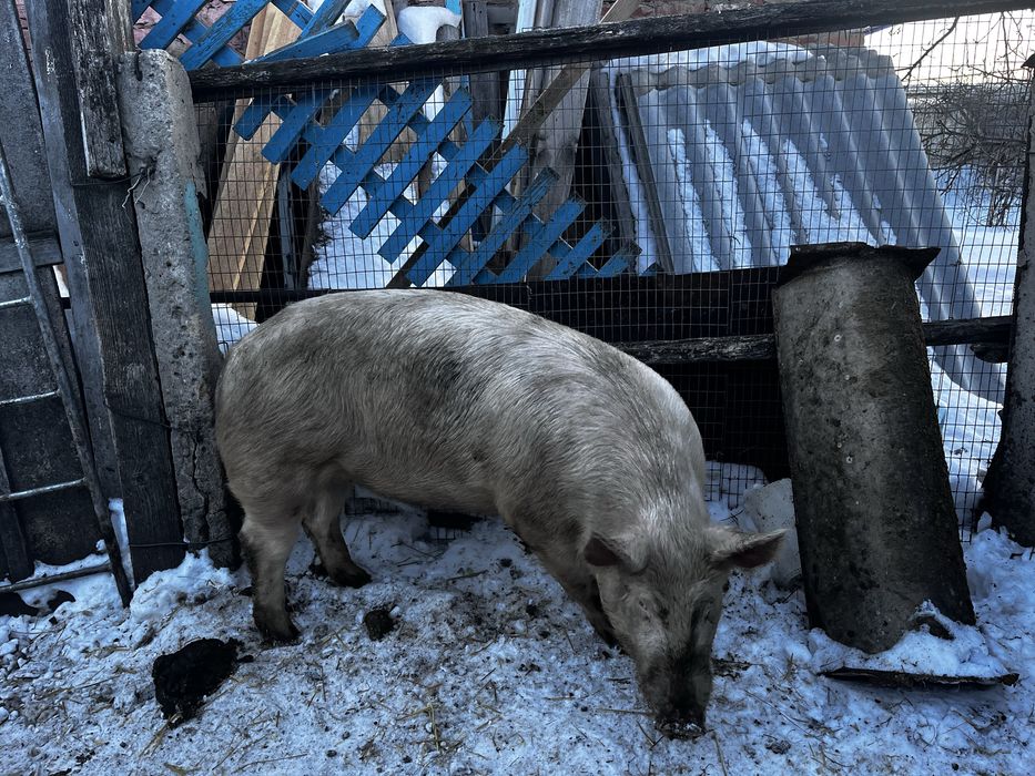 Продам кабана на племя