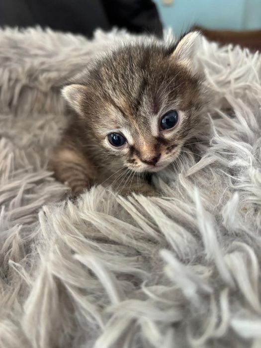 Котята ждут своих новых родителей!!!