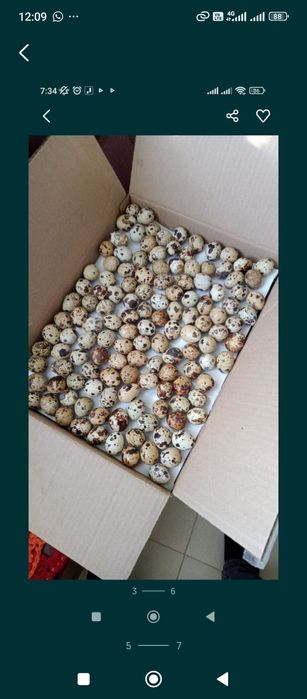 Перепелиные яйца оптом