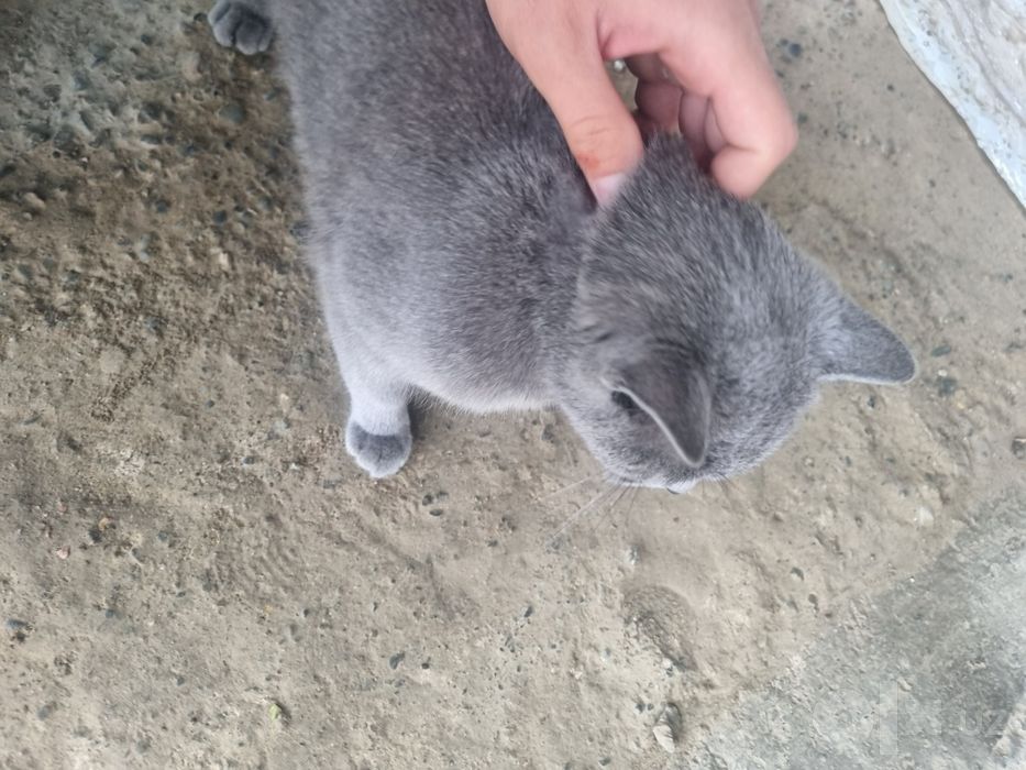 British cat kulrang