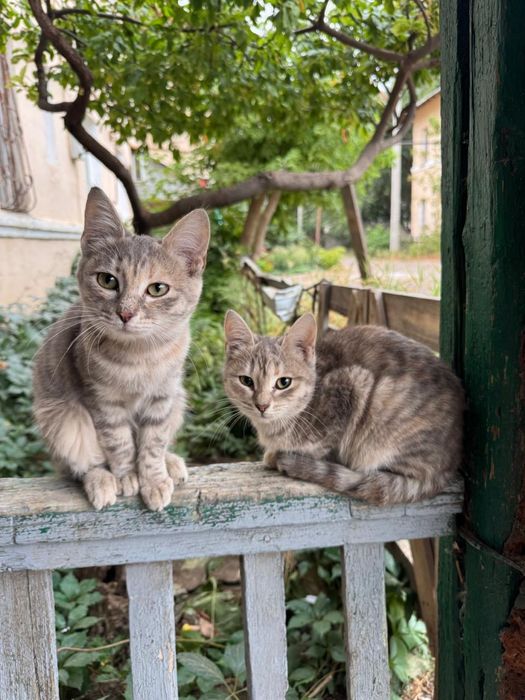Отдам котят в добрые руки
