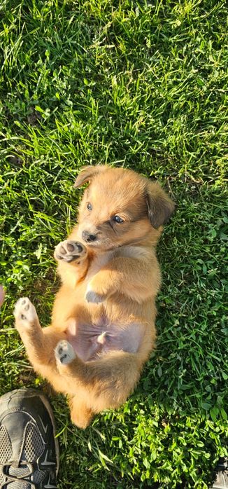 Căței pentru adoptie