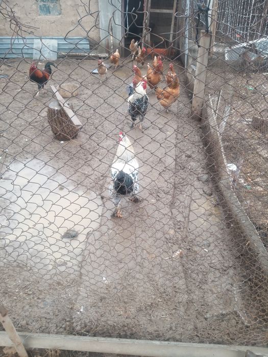 продаётся молодые петушки