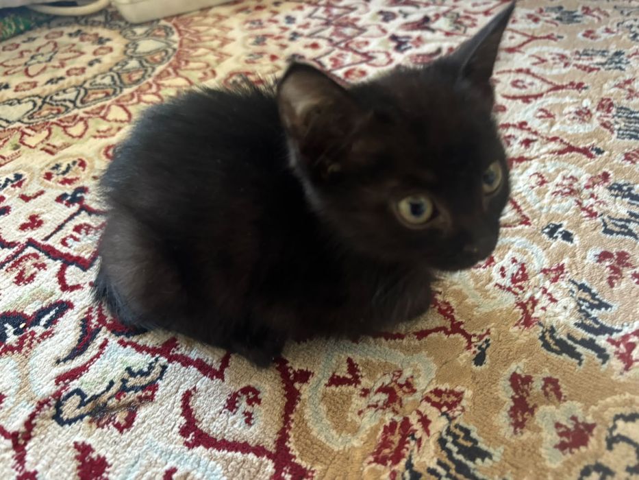 Котята Бесплатно
