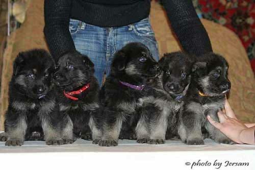 Продам щенков восточноевропейской овчарки.