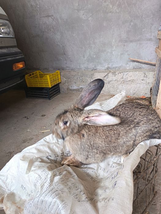 Falander nar quyon sotiladi