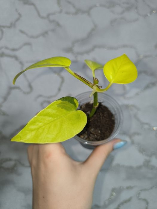 Комнатные растения цветы сциндапсус эпипремнум