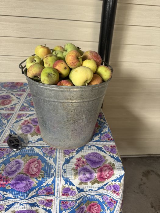 Яблоки сталовка продам