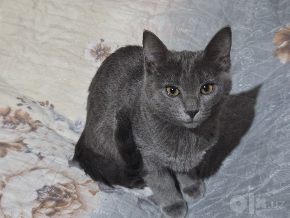 Отдадим в добрые руки замечательных котят