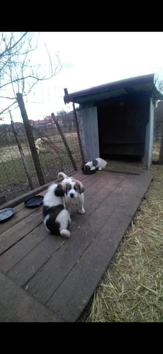 Mascul de Asia centrala