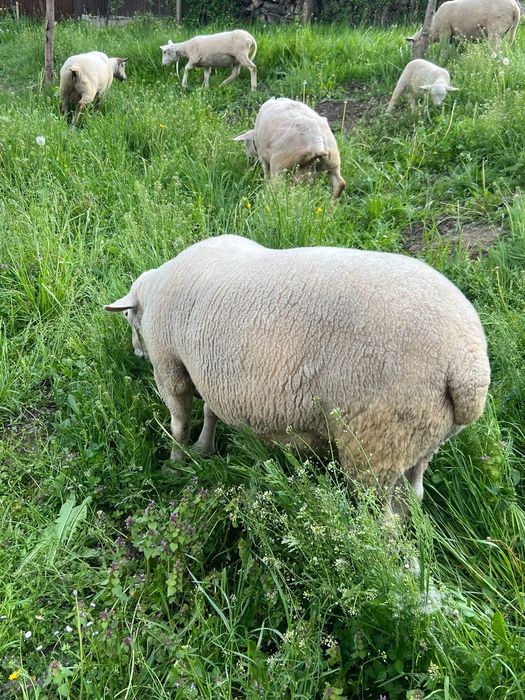 Berbec texel de vânzare