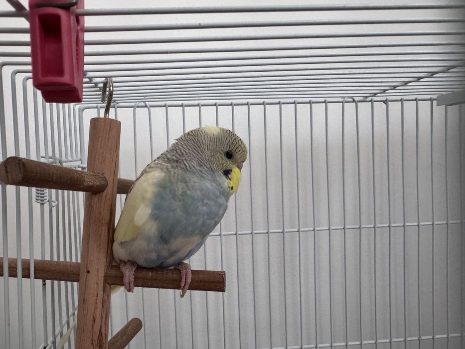 Perus 8 luni de vanzare