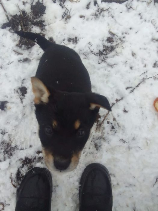 щенки,щенята, дети собак