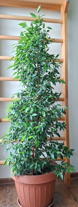 ficus benjamina mare 155 cm inaltime
