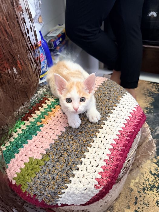 Котенок мальчик 2 месячный