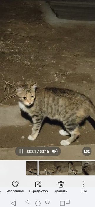 Отдам ласковую кошечку