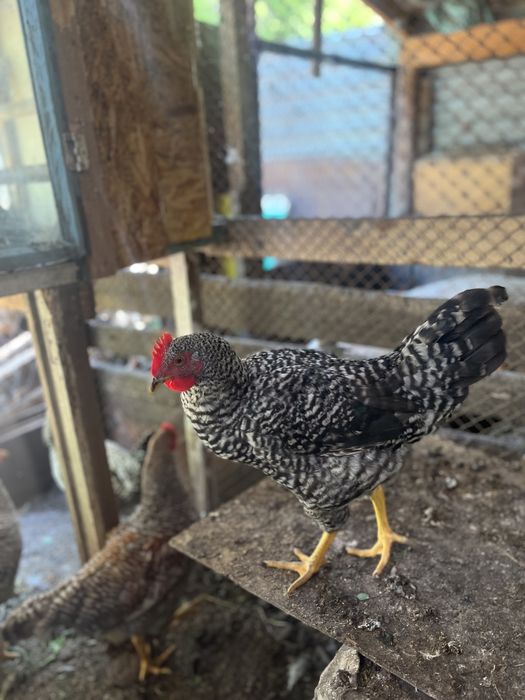 Продам петухов молодые