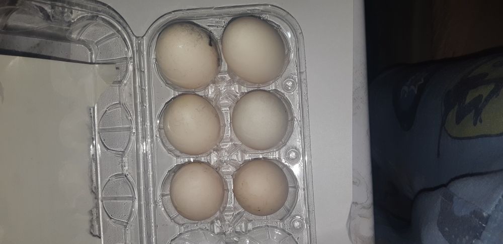 Япон товук тухимлари жужа очириш учун