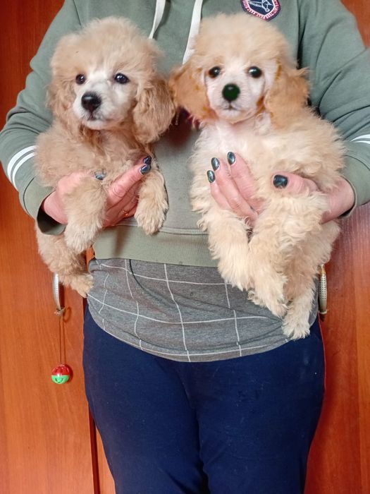 Щенкок Той пуделя мальчик