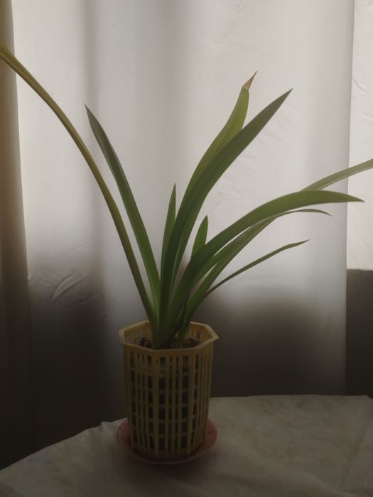 Белая лилия Панкрациум!Необыкновенный цветок!!