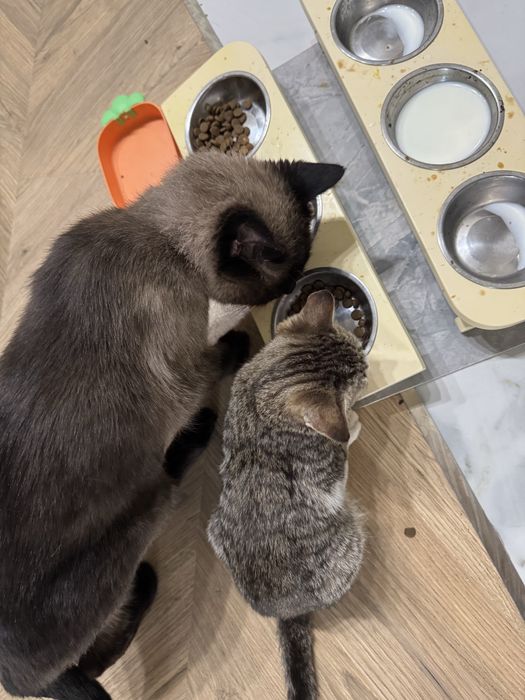 Умные Котята ищут дом