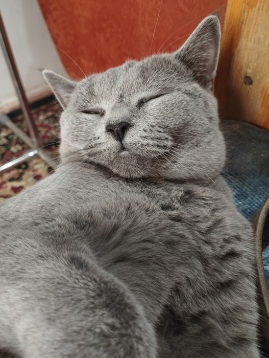 Zotli mushuk скоттиш страйт