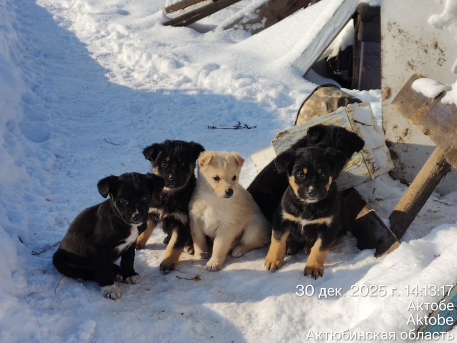Щенки в добрые руки