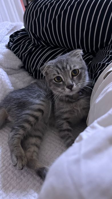 Кошка Грей 7 мес.