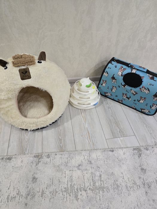 2 котики мальчик и девочка