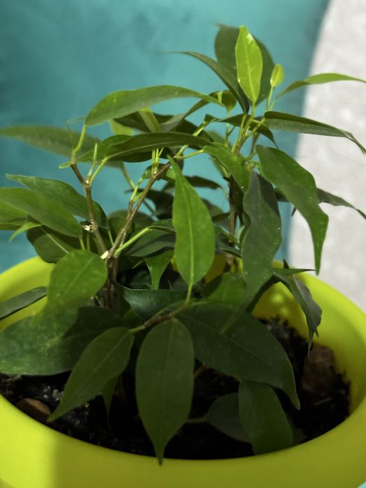 Фикус в добрые руки