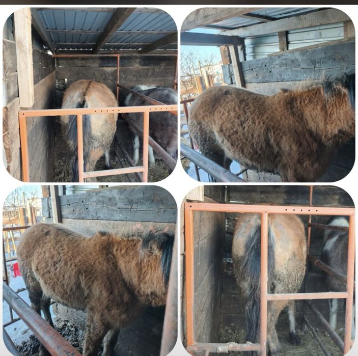 Продам байтал 2 месяца на откорме