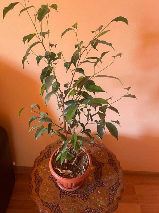 Фикус бенджамина - растение комнатное