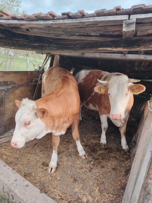 Animale de vanzare