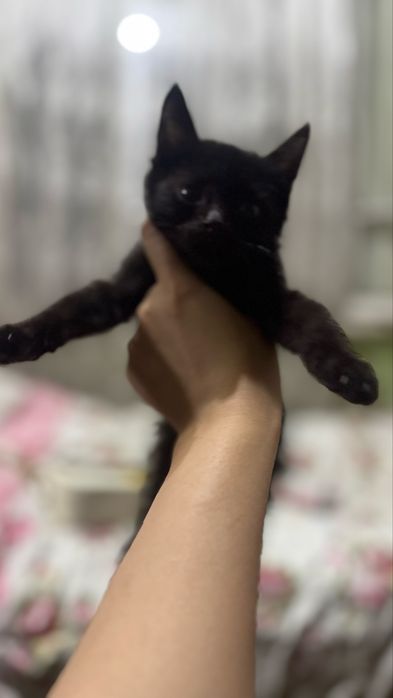Котята Мушу боллари огил болла