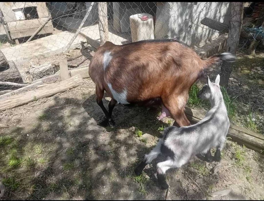Vind țap ,caprā și iadā de 2 luni.Rasā Francez Alpin ,in apropiere de Tecuci  tel : 0771438546
