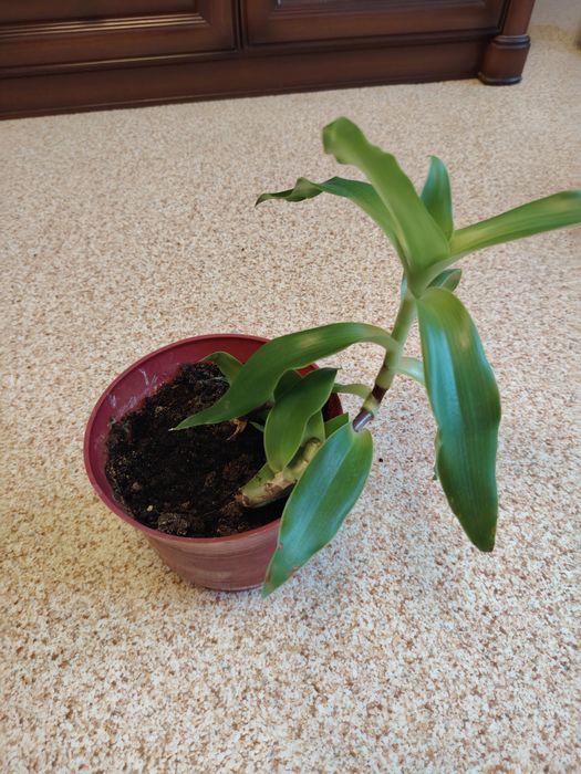 Продам золотой ус