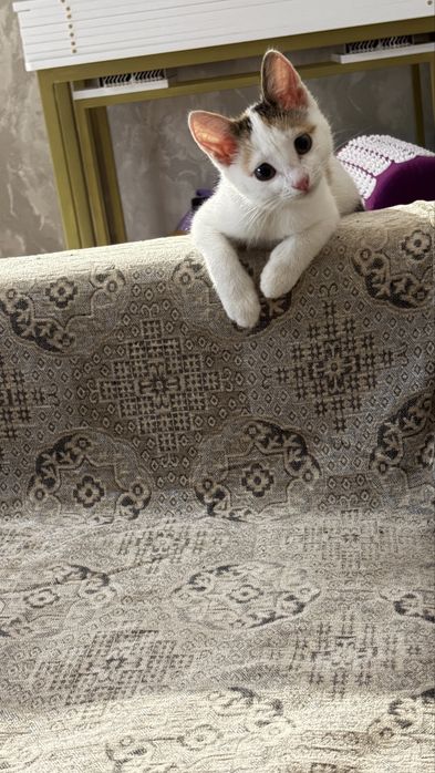 Отдам котенка в добрые руки