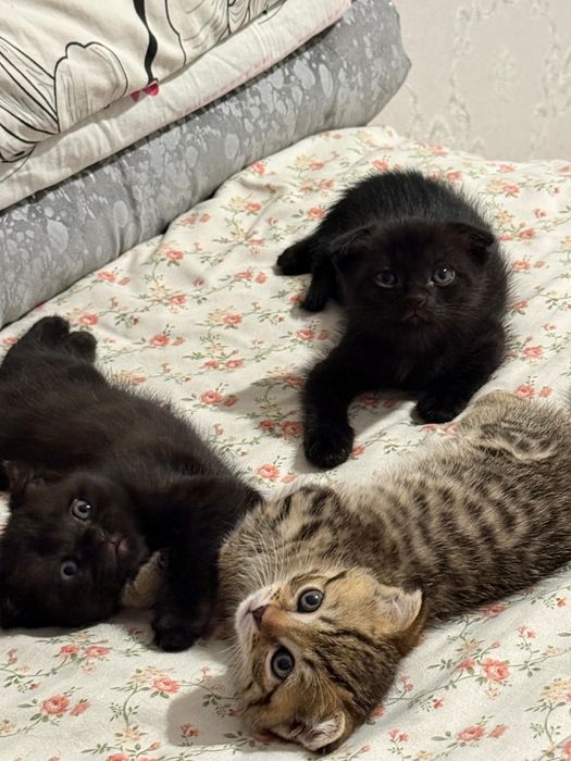 Продам котят шотландцы