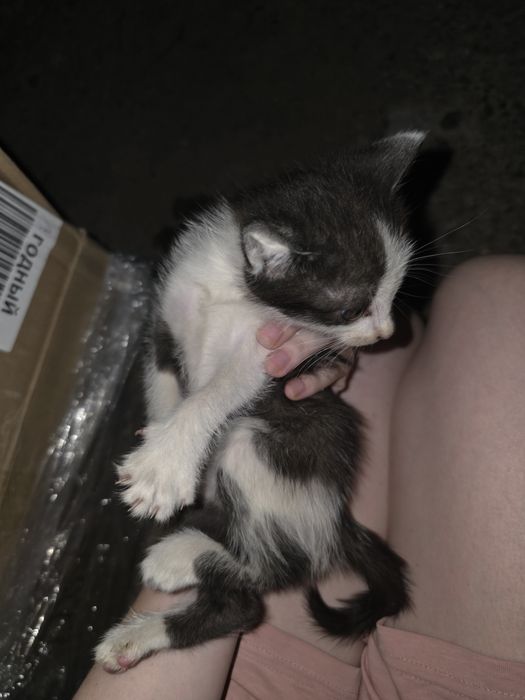Котята ищут дом!!