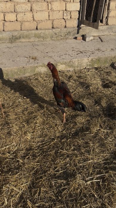 Дакан шамо карейц