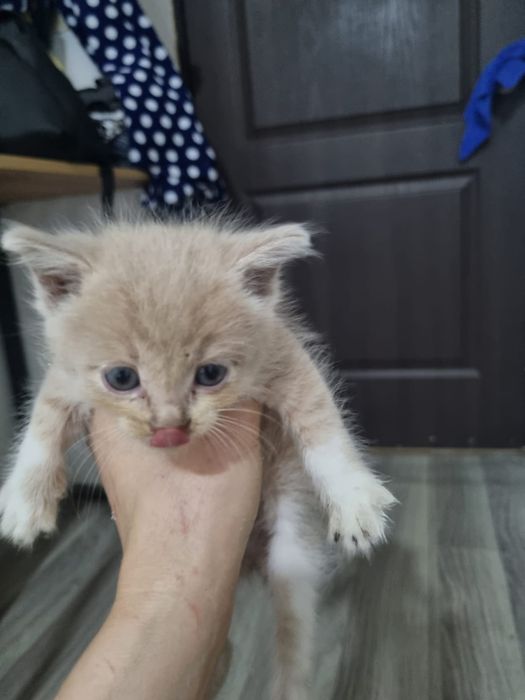 Отдам бесплатно котят