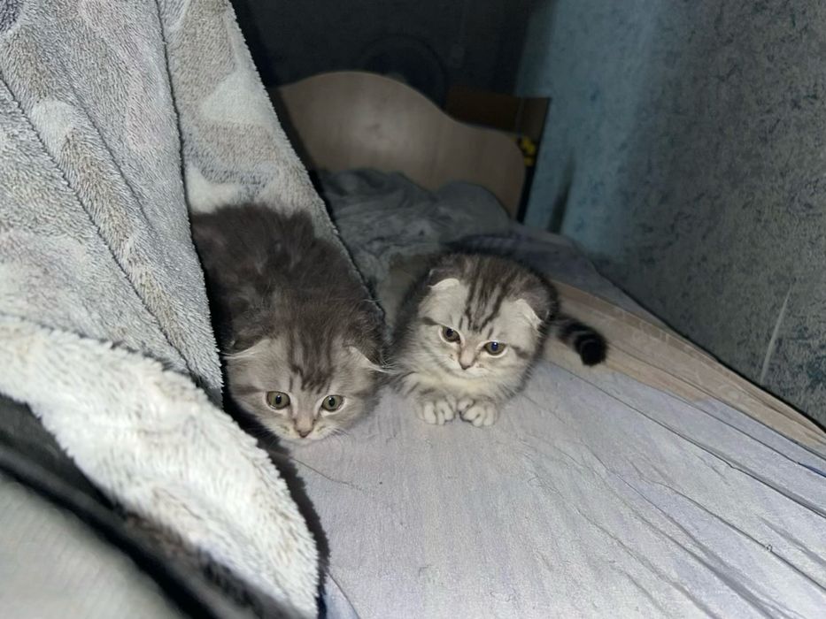 Продам котенка уральск