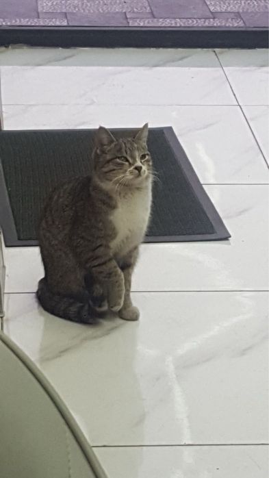 кошка добрая, крассивая.  В добрые руки! мушук аклли.  яхши одамларга