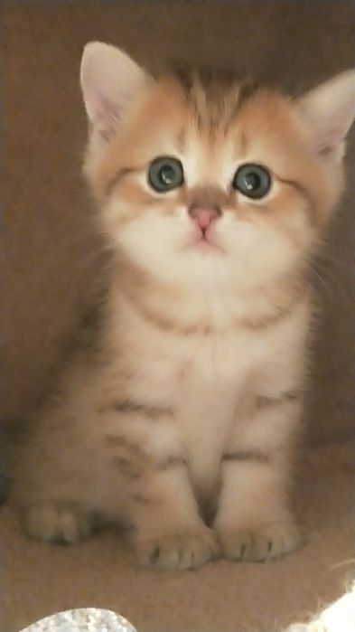 Продам золотую шиншиллу