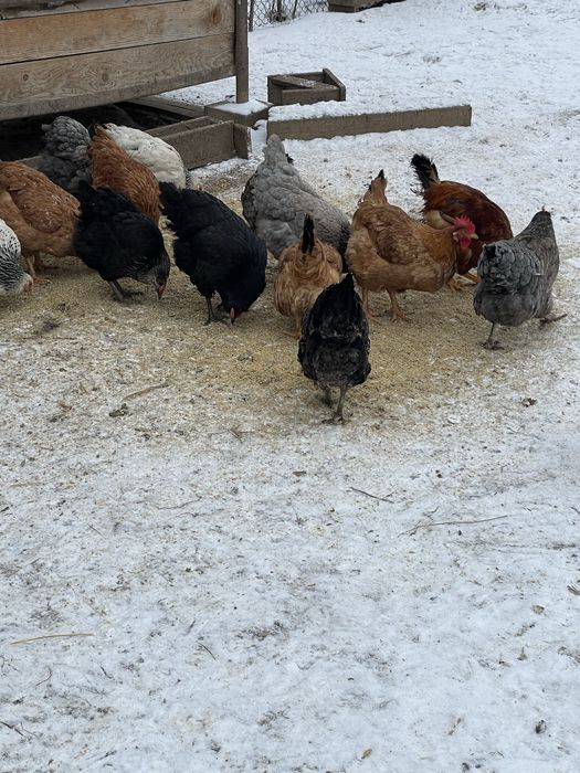 Vand schimb puicute din 2025